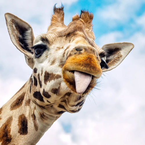 5 FACTS ABOUT GIRAFFES (Pictures + Meet Bruno)